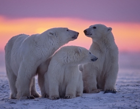 Niedwiedzie polarne w powanym niebezpieczestwie. Ocieplenie klimatu zagraa gatunkowi